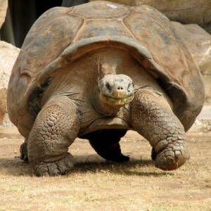 galapagos-gaint-tortoise-9