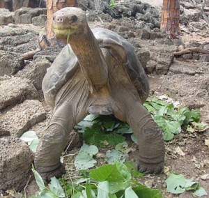 jorge galapagos
